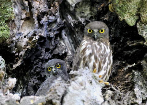 アオバズクのヒナ8206