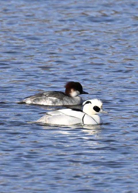 ミコアイサ♂♀4518