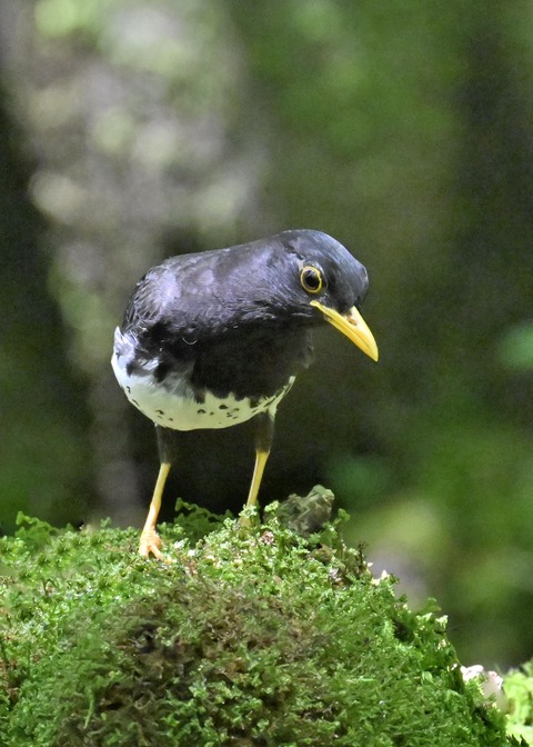 クロツグミ♂5502