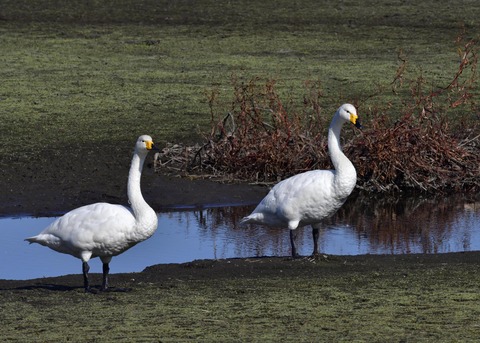 オオハクチョウ7827