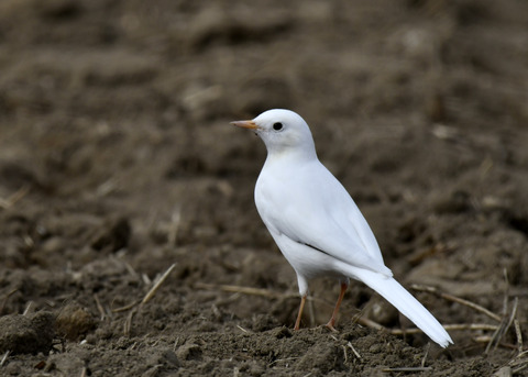 白化・ハクセキレイ8046