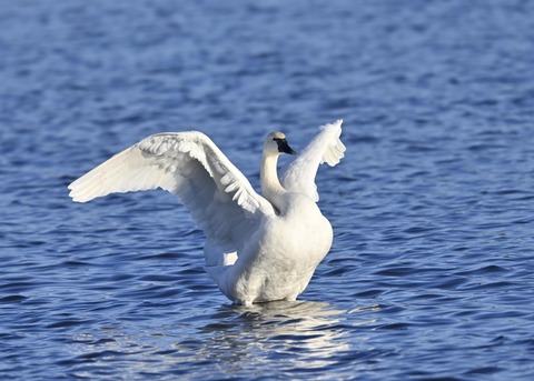 アメリカコハクチョウ8997