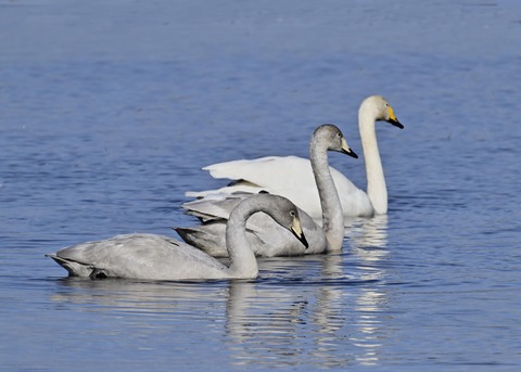オオハクチョウ幼鳥3261