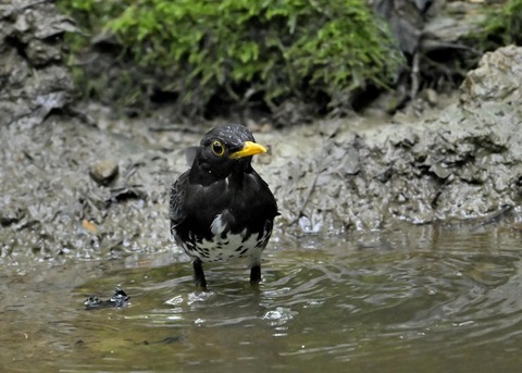 クロツグミ♂9241
