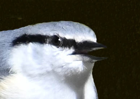 ゴジュウカラ7001