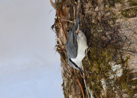 ゴ゛ュウカラ4090