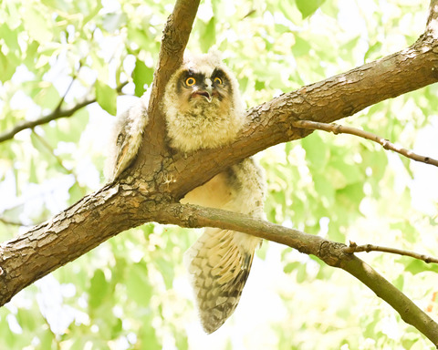トラフズクの雛①2233