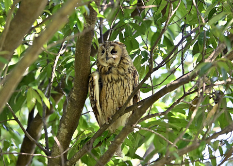 トラフズク♂3260