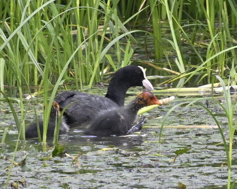 オオバンの親子6181