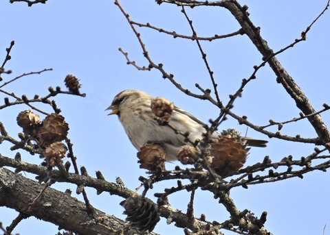 ベニヒワ♀3264
