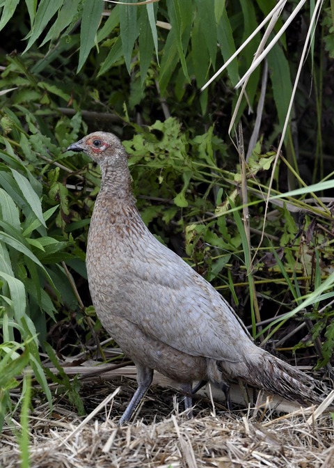 キジの♀4217○