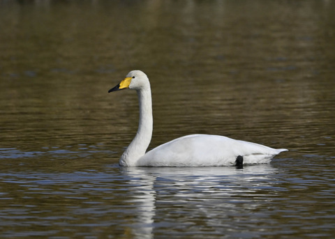 オオハクチョウ0703