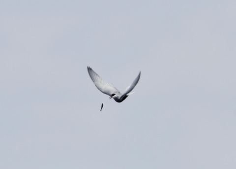 クロハラアジサシ9842