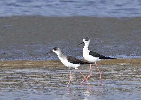 セイタカシギ♂3526