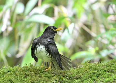 クロツグミ♂0215