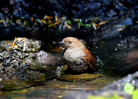 カヤクグリ0770