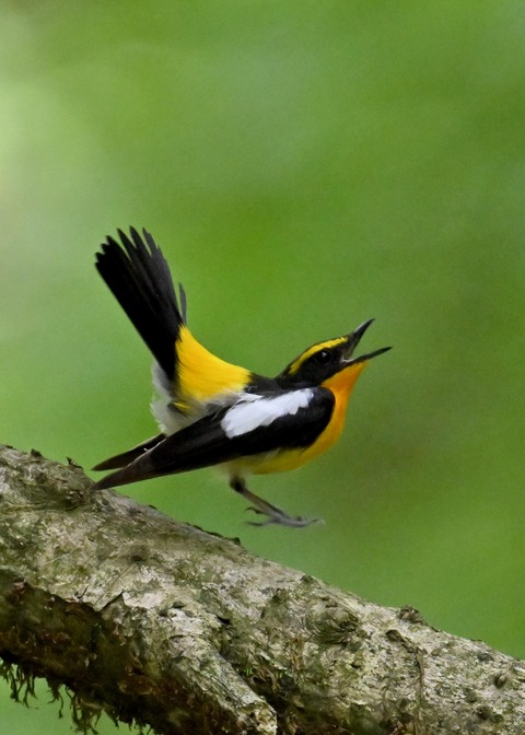 キビタキ成鳥♂5777