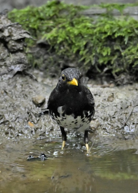 クロツグミ♂9234
