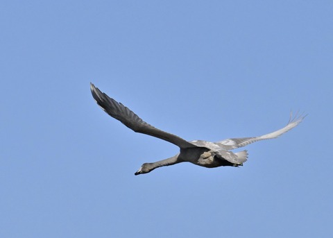 オオハクチョウ幼鳥3693