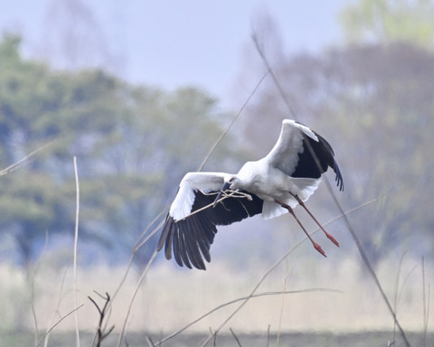 飛ぶコウノトリ7299