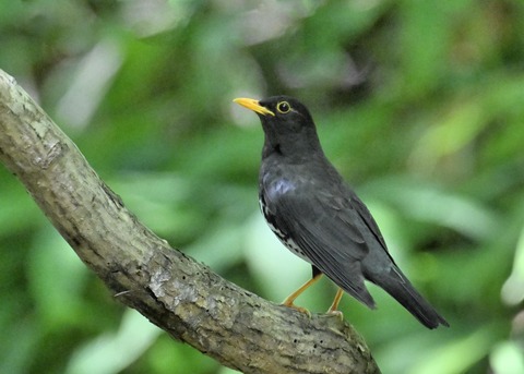 クロツグミ♂4015