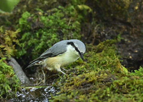 ゴジュウカラ1335