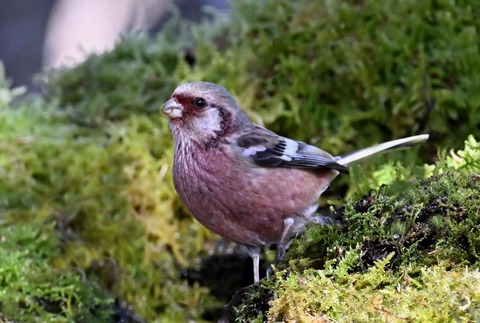 ベニマシコ♂6800