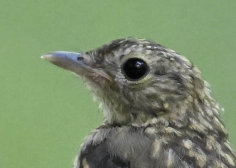 キビタキ幼鳥8000