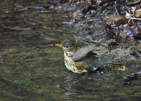 クロツグミ♀3999