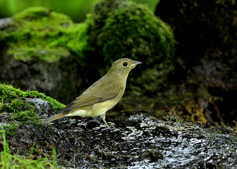 オオルリ♀8091