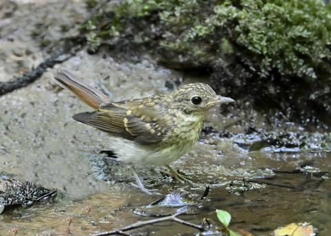 オオルリ♀幼鳥9370