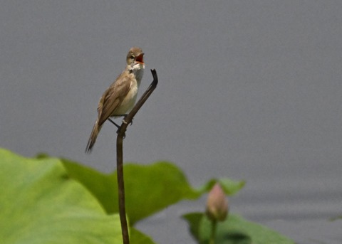 オオヨシキリ2034