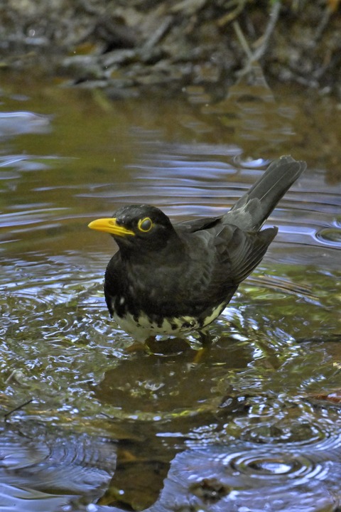 クロツグミ♂5523