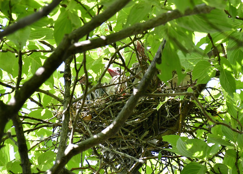 オナガの営巣5503