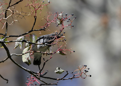 クロツグミ幼鳥3349