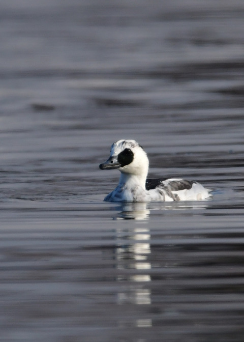 ミコアイサ♂8755
