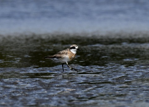 メダイチドリ2226