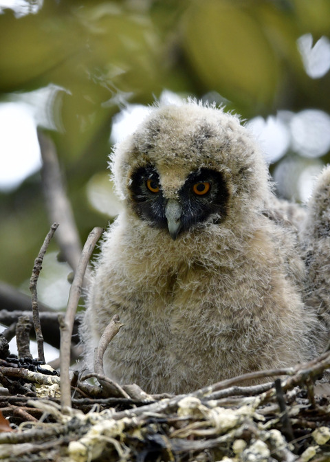 トラフズクのヒナ④7119