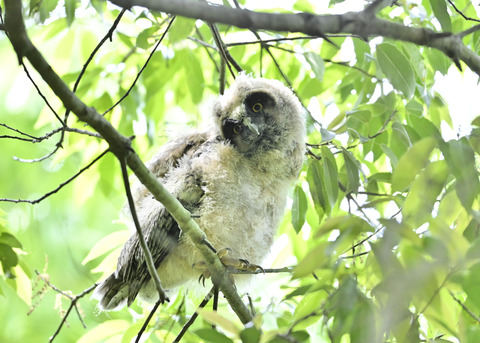 トラフズクのヒナ2083