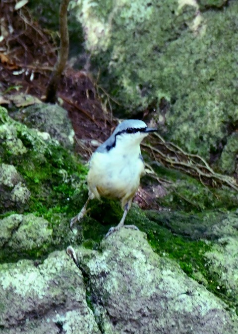 ゴジュウカラ4193