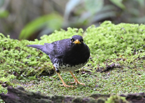 クロツグミ♂4137