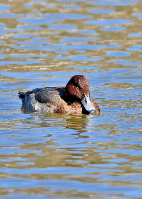メジロガモHB7107