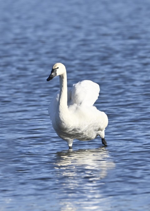 アメリカコハクチョウ8767