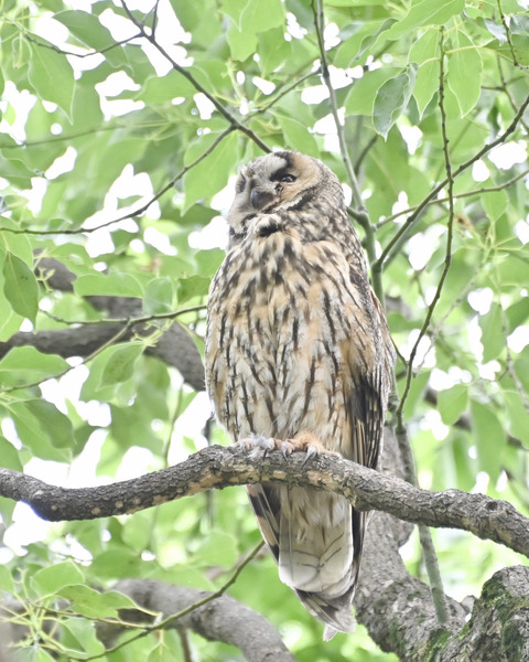 トラフズクの♀親4853