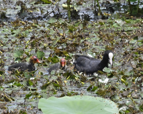 オオバンの親子6395