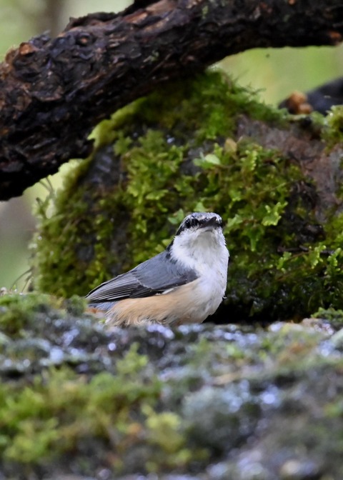 ゴジュウカラ4126