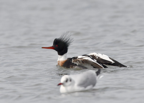 ウミアイサ♂7999
