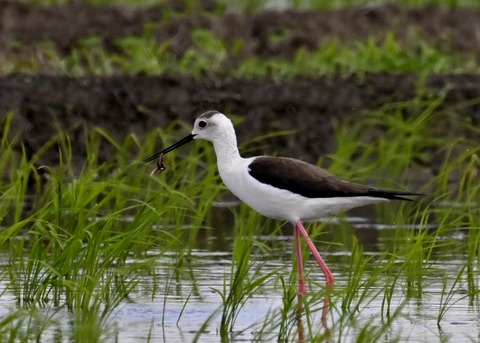 餌捕りセイタカシギ♀0062