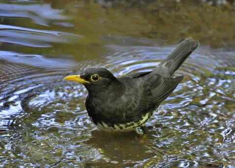 クロツグミ♂5540