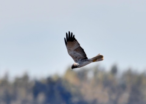 チュウヒ大陸型6411